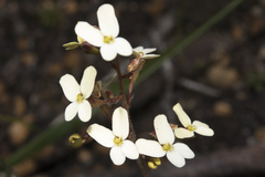 Stylidium hispidum
