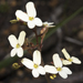 White Butterfly Triggerplant - Photo (c) Sue Jaggar, some rights reserved (CC BY-NC-ND), uploaded by Sue Jaggar