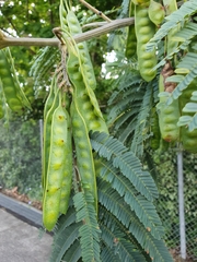 Paraserianthes
