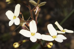 Stylidium hispidum