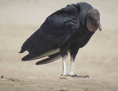 Coragyps atratus