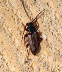 Tetropium castaneum