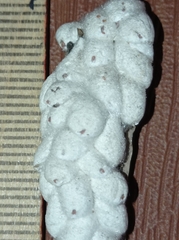 Eriococcus