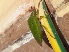 Nezara viridula