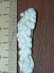 Eriococcus