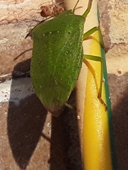 Nezara viridula