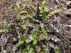 Blechnum blechnoides
