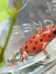 Oophaga