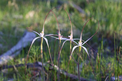 Caladenia fluvialis