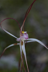 Caladenia fluvialis