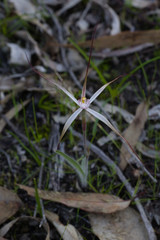 Caladenia fluvialis