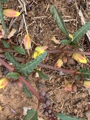 Corchorus asplenifolius