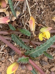 Corchorus asplenifolius