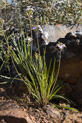 Stylidium affine