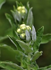 Helichrysum foetidum