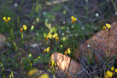 Diuris hazeliae