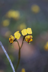 Diuris hazeliae