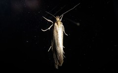 Tingena chloradelpha