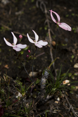 Stylidium petiolare