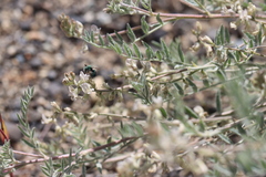 Astragalus lyallii