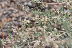 Astragalus lyallii