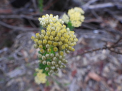 Cassinia denticulata