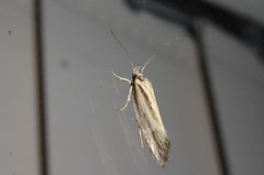 Tingena chloradelpha