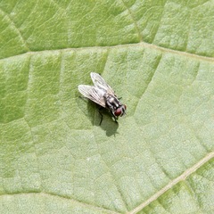 Musca vetustissima