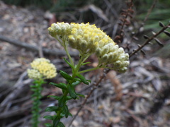Cassinia denticulata