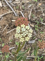 Asclepias fallax