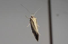 Tingena chloradelpha