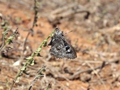 Ogyris subterrestris