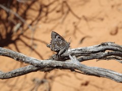 Ogyris subterrestris