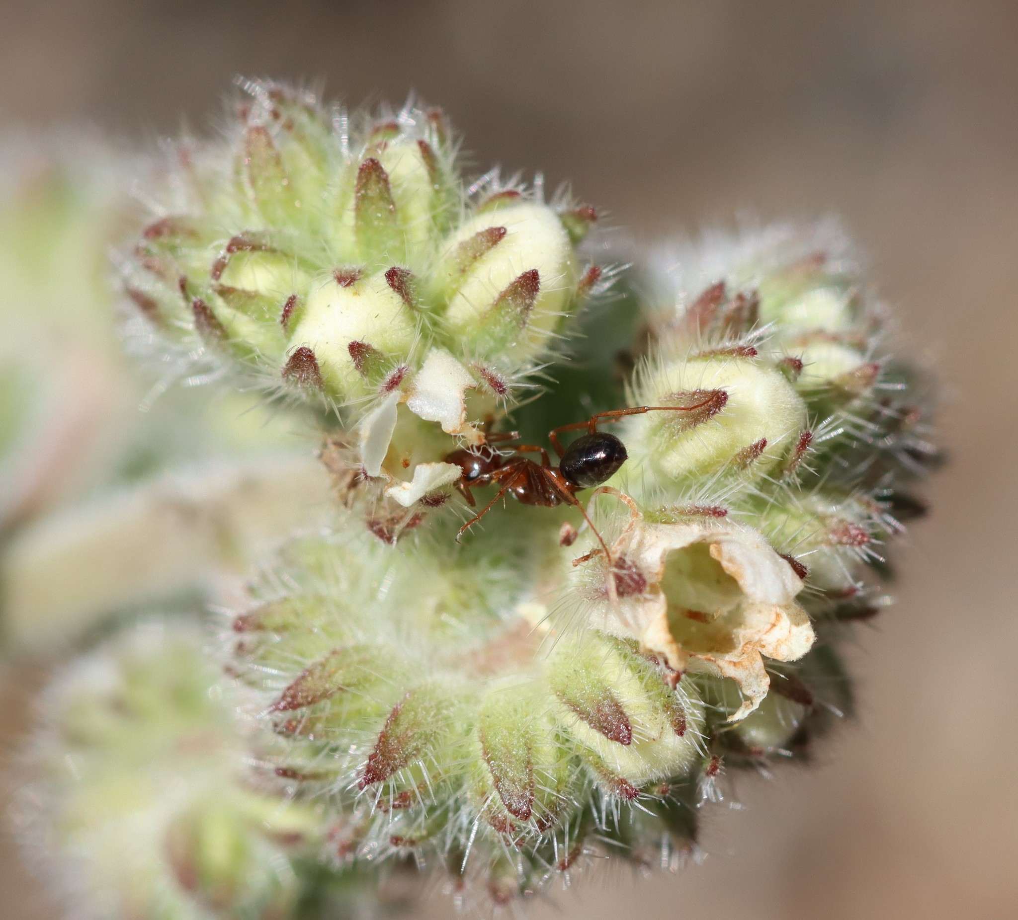 Formica manni