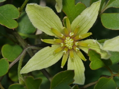 Clematis forsteri