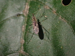 Amphineurus hudsoni