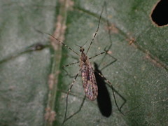 Amphineurus hudsoni