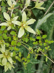 Clematis forsteri