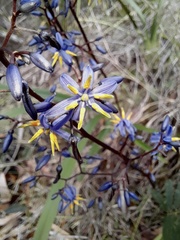Dianella caerulea producta