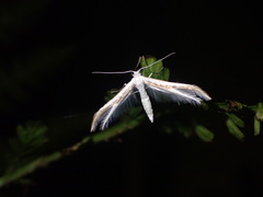 Pterophorus monospilalis