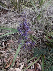 Dianella caerulea producta