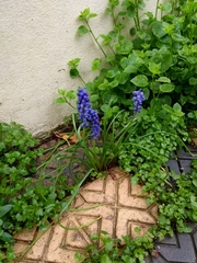 Muscari armeniacum