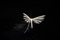 Pterophorus innotatalis