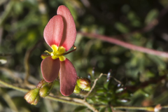 Stylidium recurvum