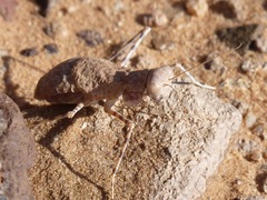 Eremiaphila brunneri