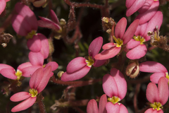 Stylidium recurvum