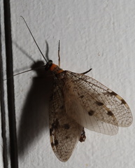 Archichauliodes guttiferus