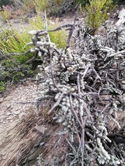 Caroxylon tuberculatum