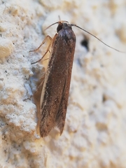 Blastobasis maroccanella