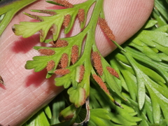 Asplenium appendiculatum maritimum